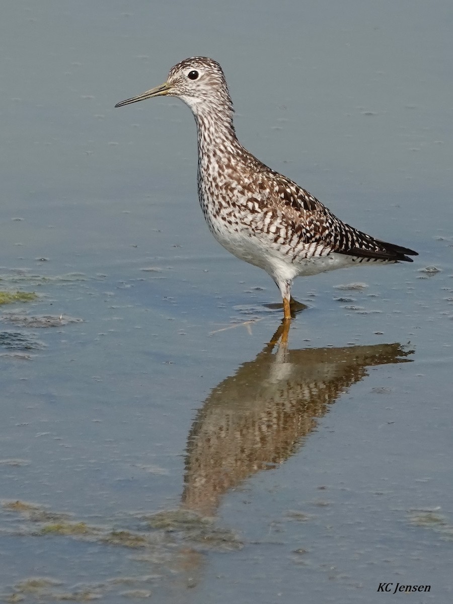 Lesser Yellowlegs - ML354593661