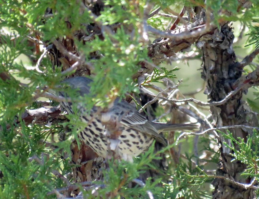 Sage Thrasher - Janet Cook