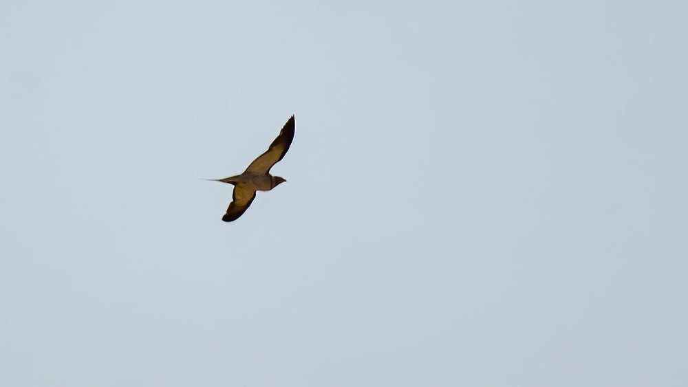 Pin-tailed Sandgrouse - ML354595521