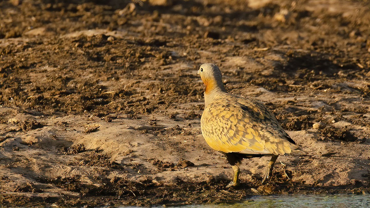 Black-bellied Sandgrouse - ML354595651