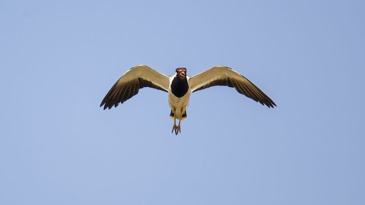 Red-wattled Lapwing - ML354595901