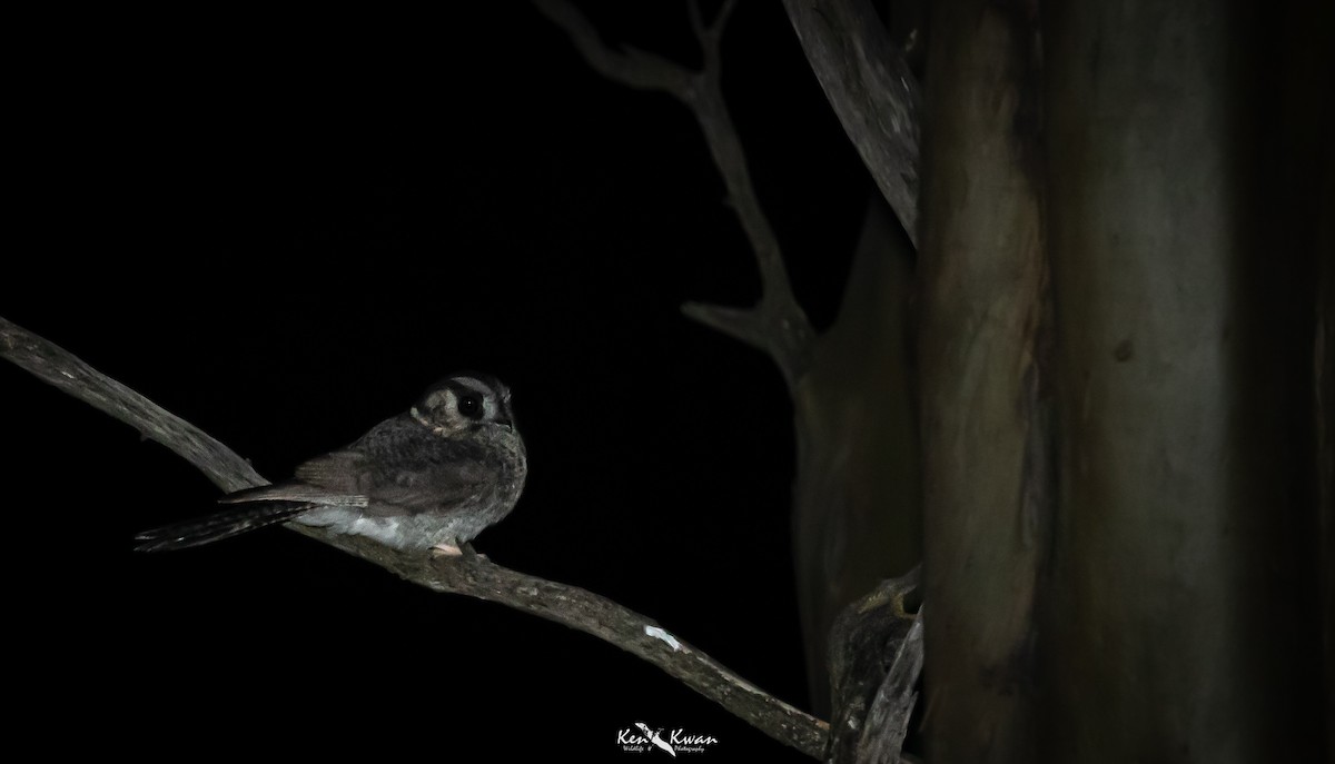 Australian Owlet-nightjar - ML354598821