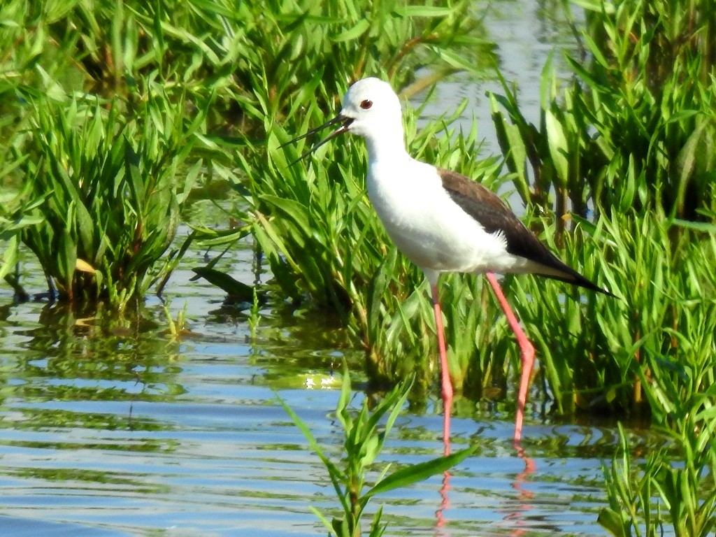 Black-winged Stilt - ML354599011