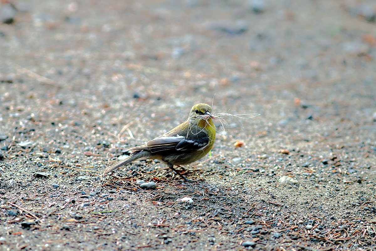 Pine Warbler - ML354599411