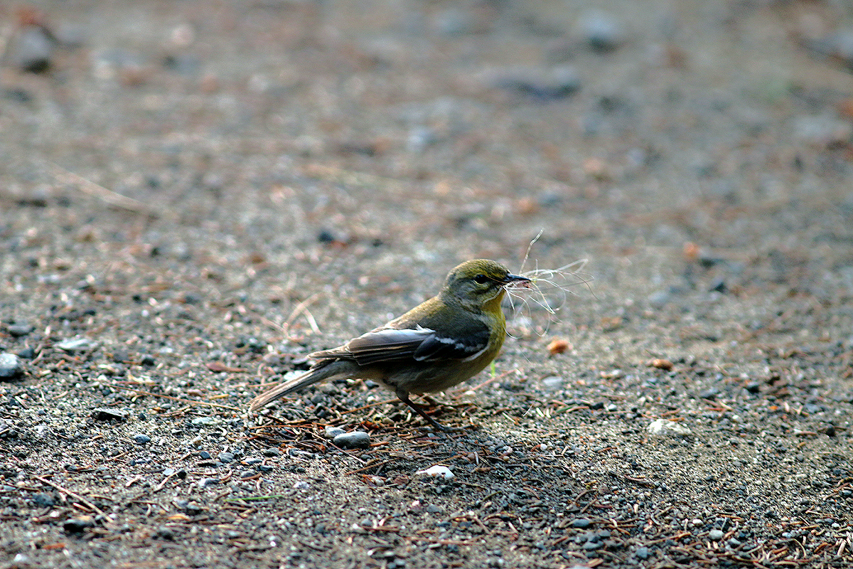 Pine Warbler - ML354599431