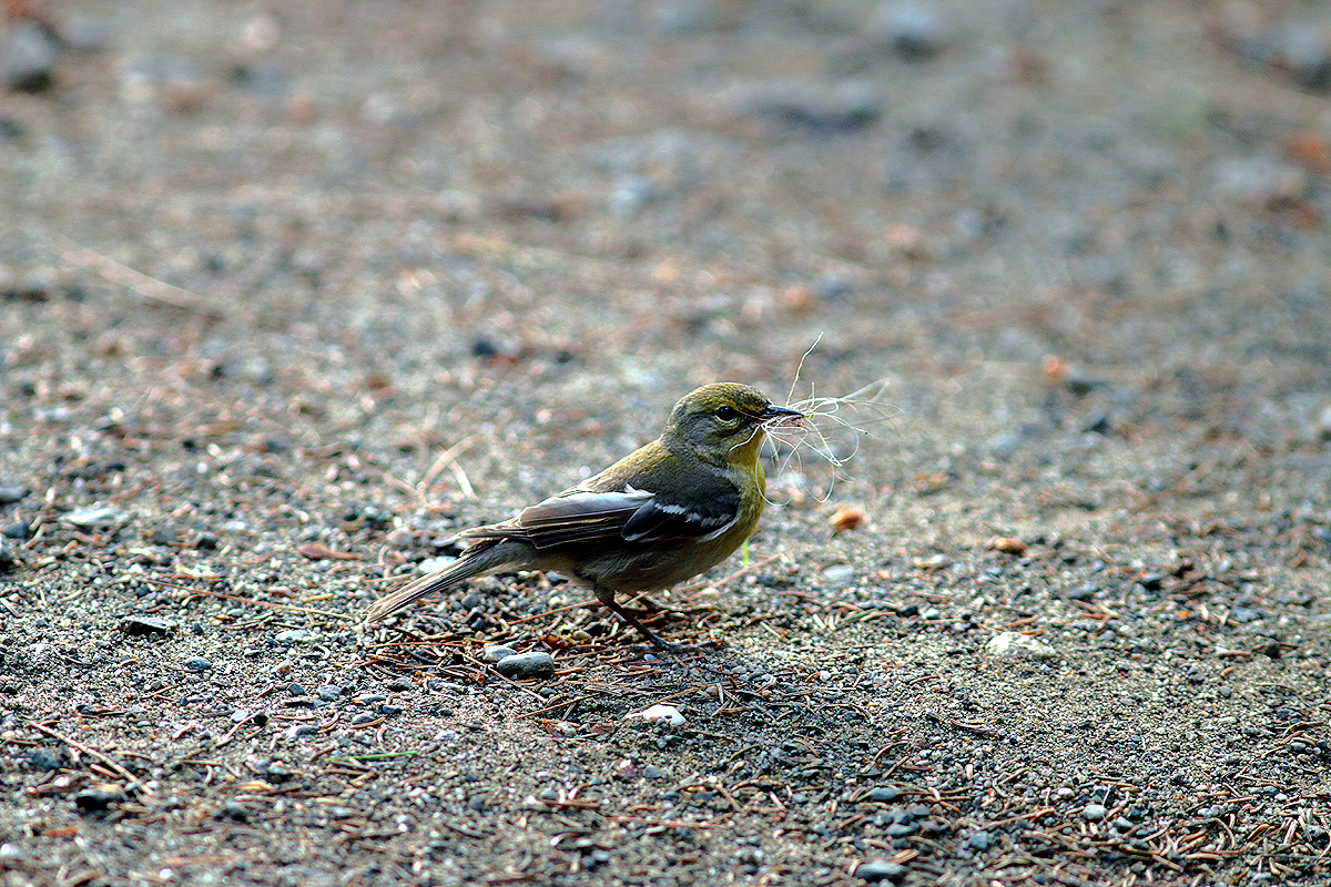 Pine Warbler - ML354599441