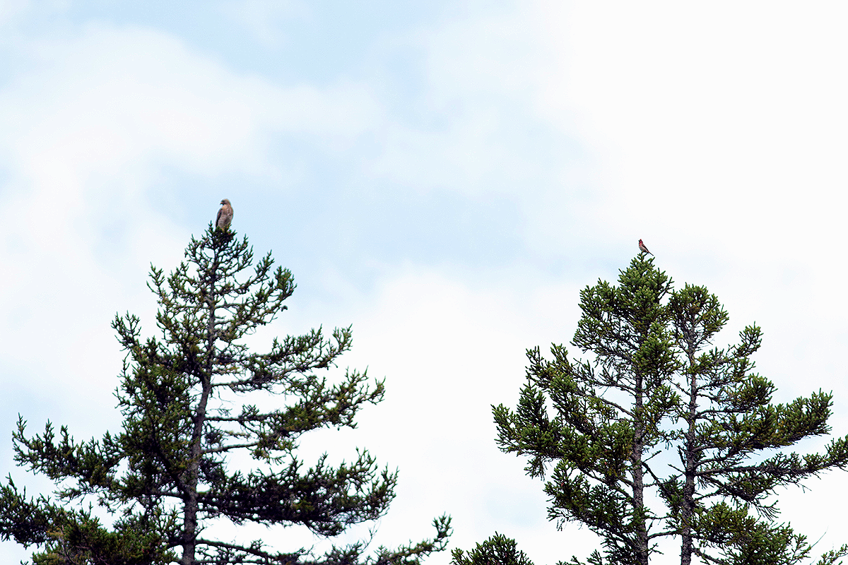 Broad-winged Hawk - ML354599631