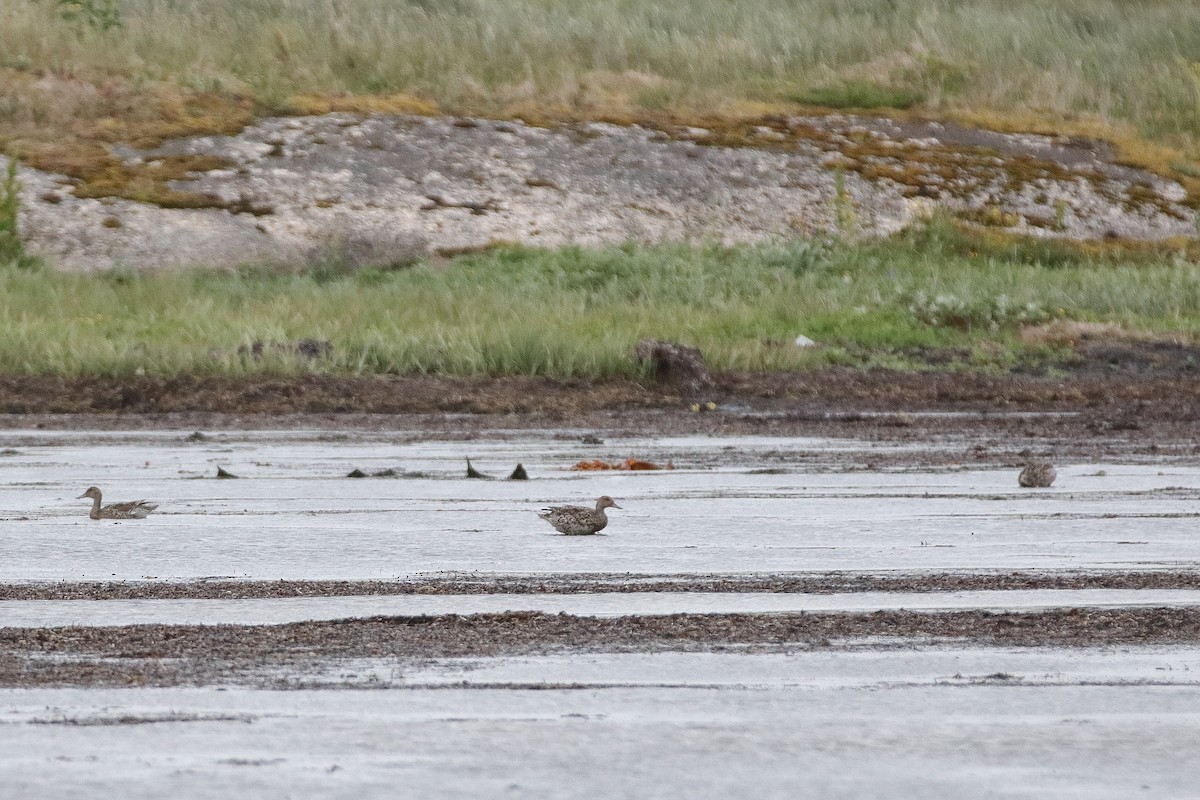 Northern Pintail - ML354601001