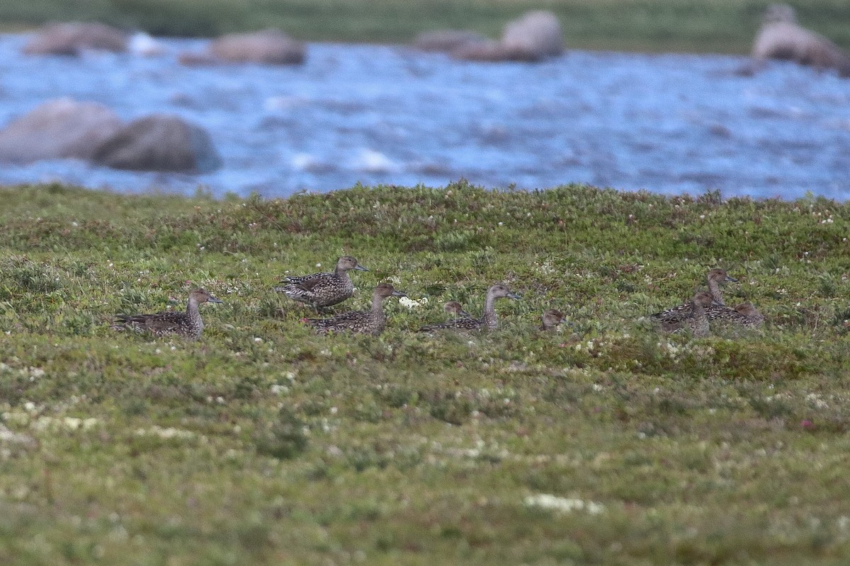 Northern Pintail - ML354601021