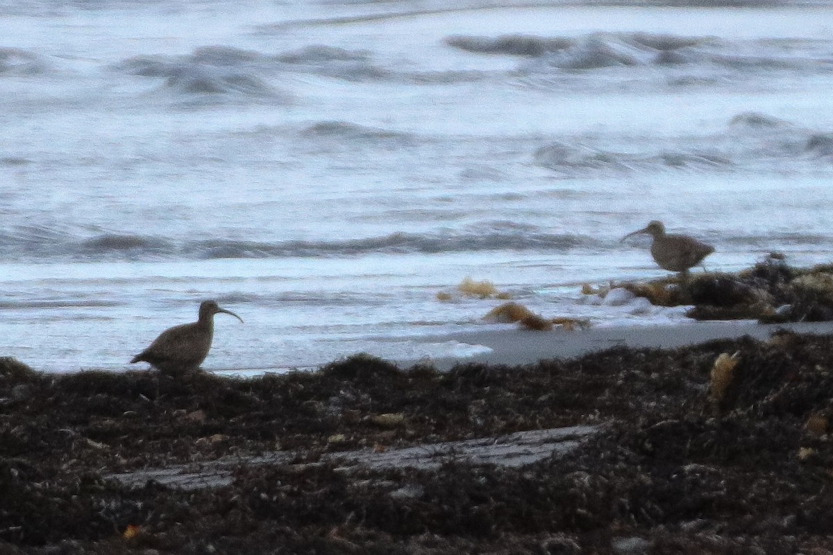 Whimbrel - ML354601071