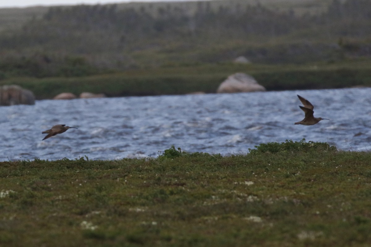 Whimbrel - ML354601081