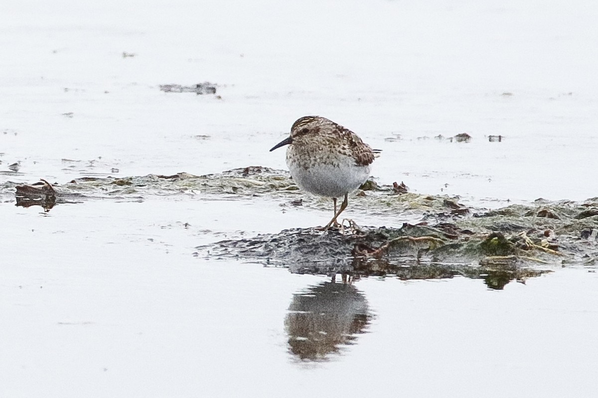 Least Sandpiper - ML354601191