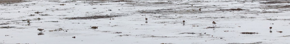 Least Sandpiper - ML354601221