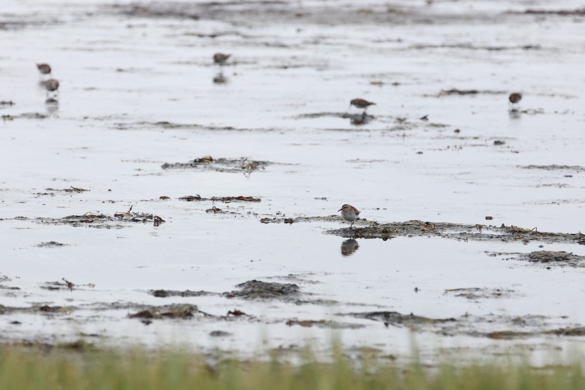 Least Sandpiper - ML354601281