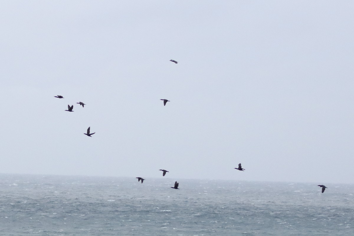 Double-crested Cormorant - ML354601381