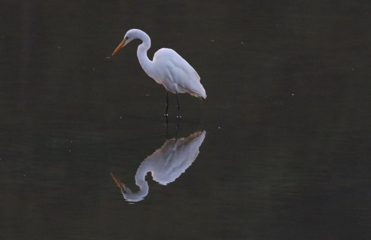 Great Egret - ML354601461