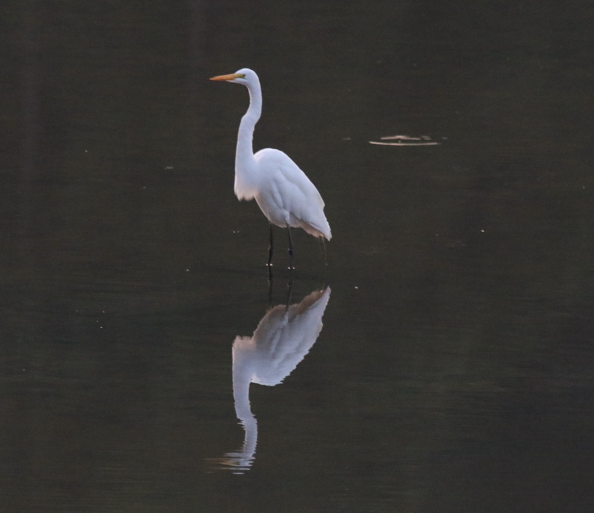 Great Egret - ML354601481