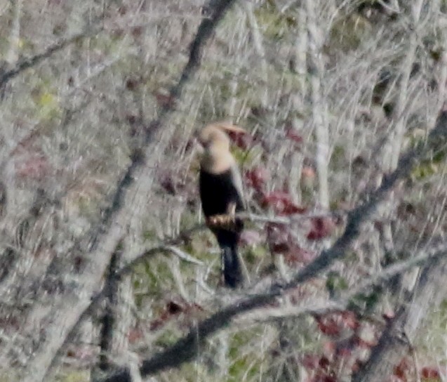 anhinga americká - ML354603661