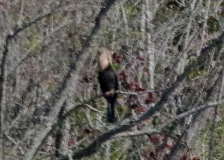 anhinga americká - ML354603681