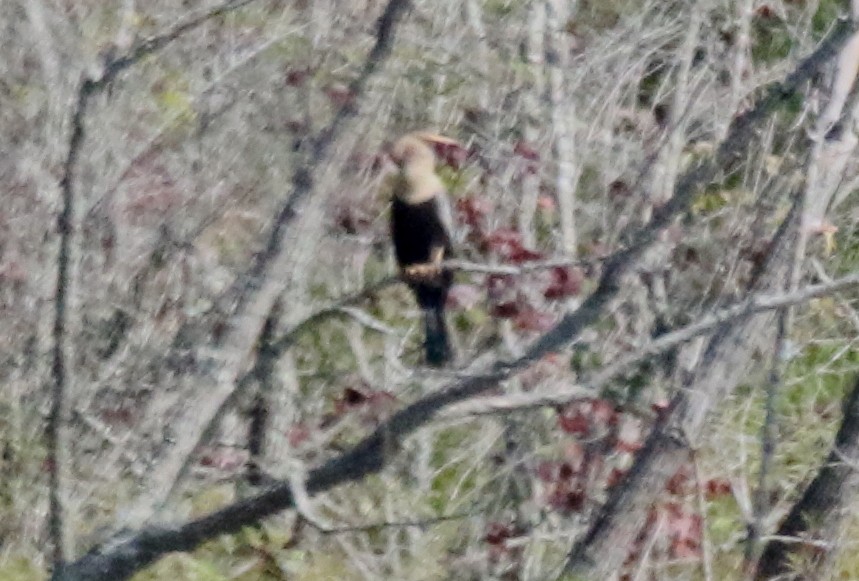 anhinga americká - ML354603691