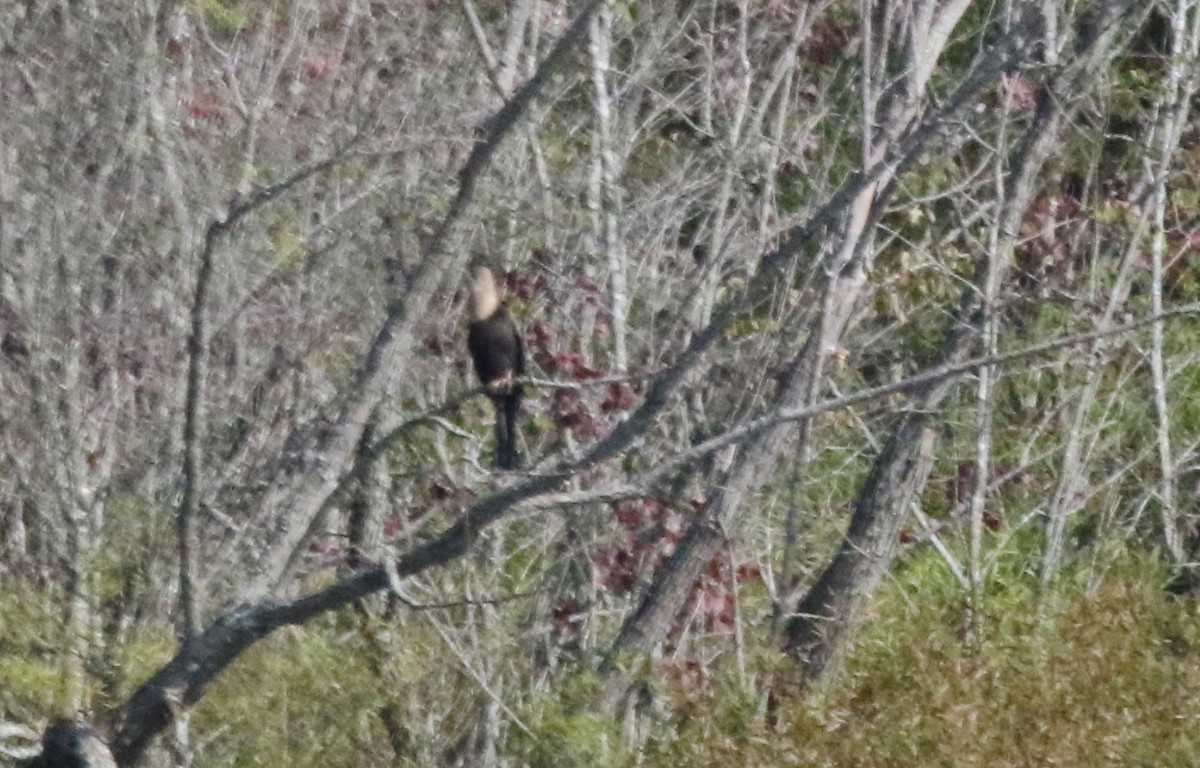 anhinga americká - ML354603701