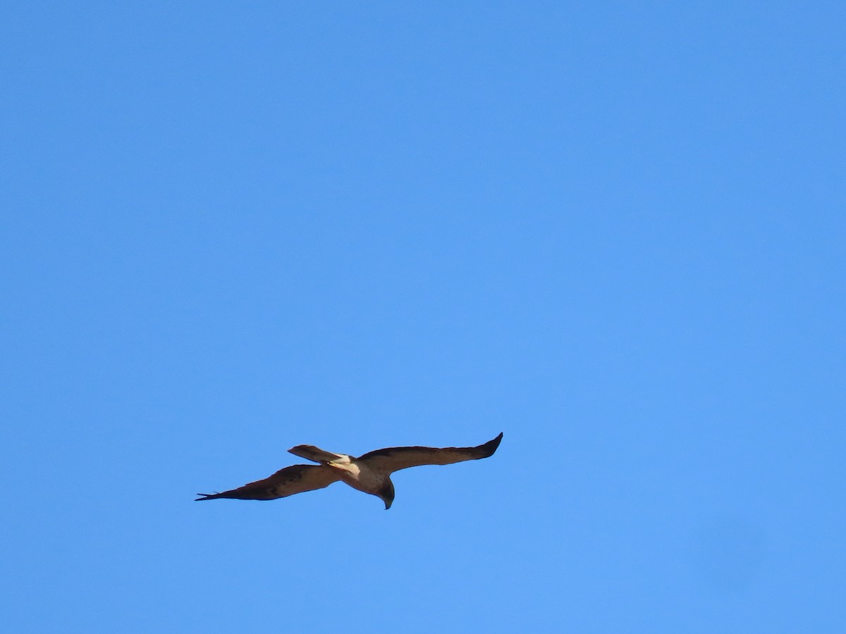 Booted Eagle - ML354604101