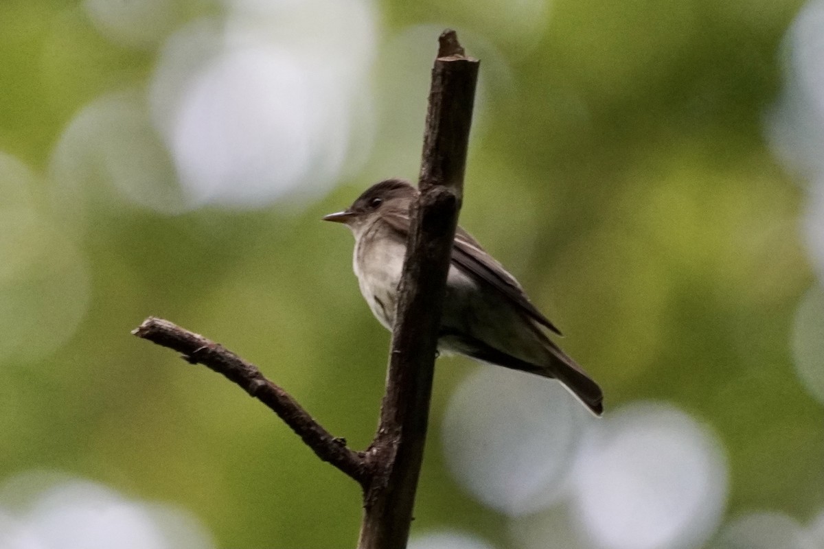 Eastern Wood-Pewee - Greg Hertler