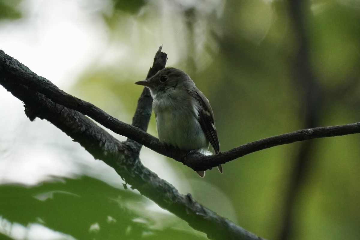 Acadian Flycatcher - ML354604731