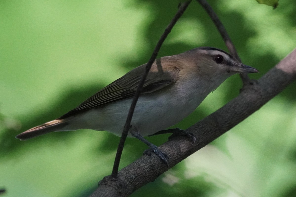 Red-eyed Vireo - ML354604761