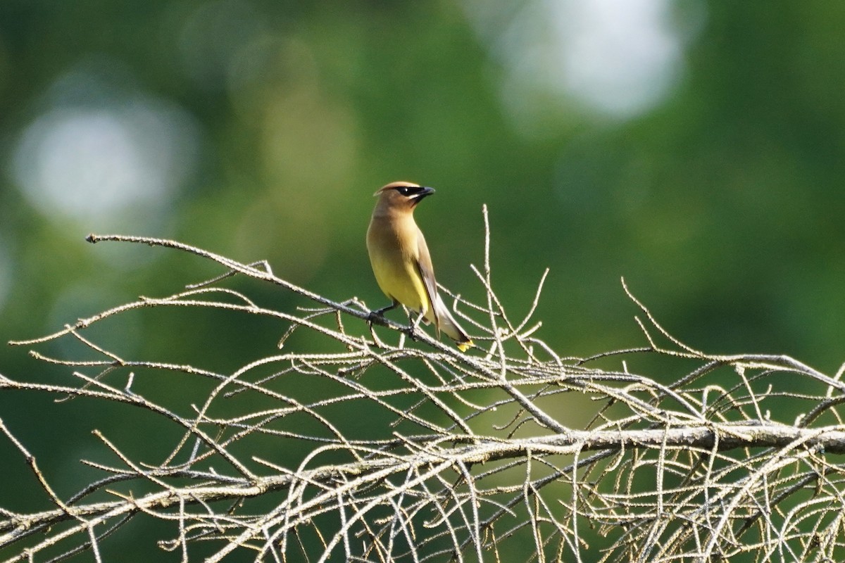 Cedar Waxwing - ML354604781