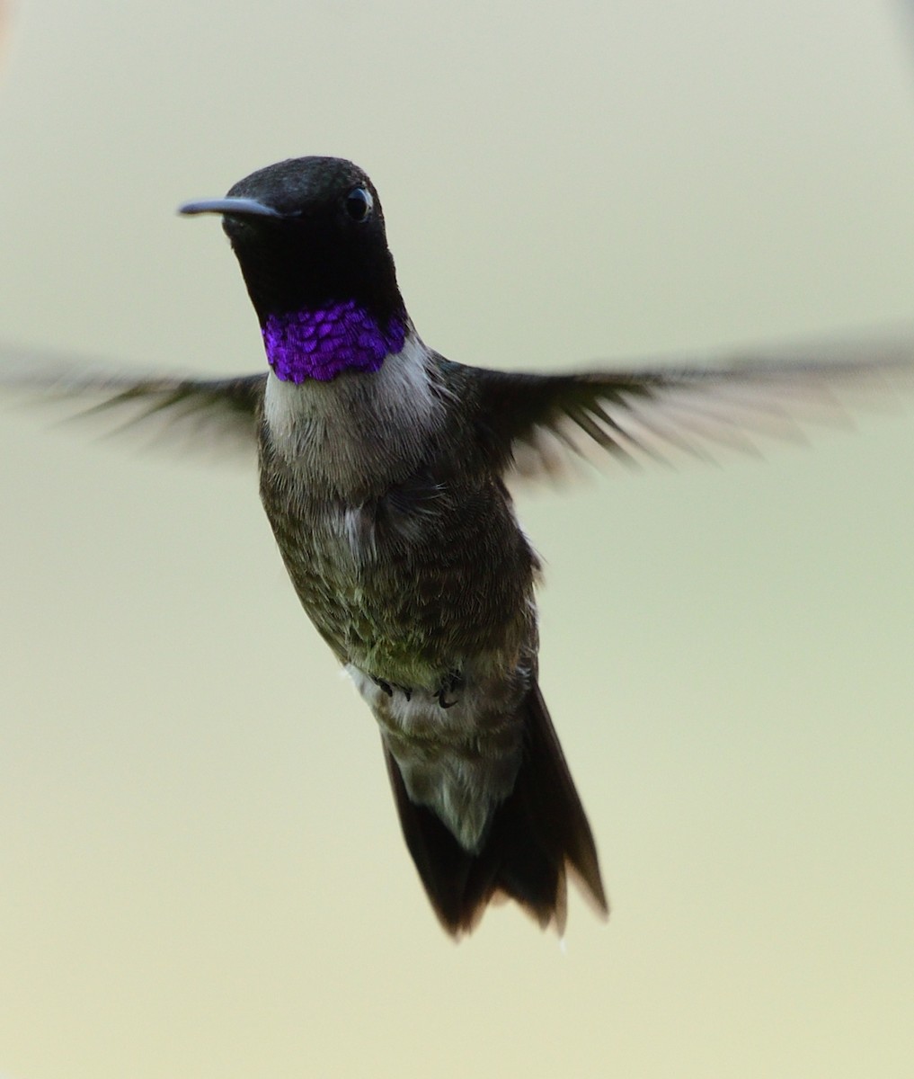 Black-chinned Hummingbird - ML354604831
