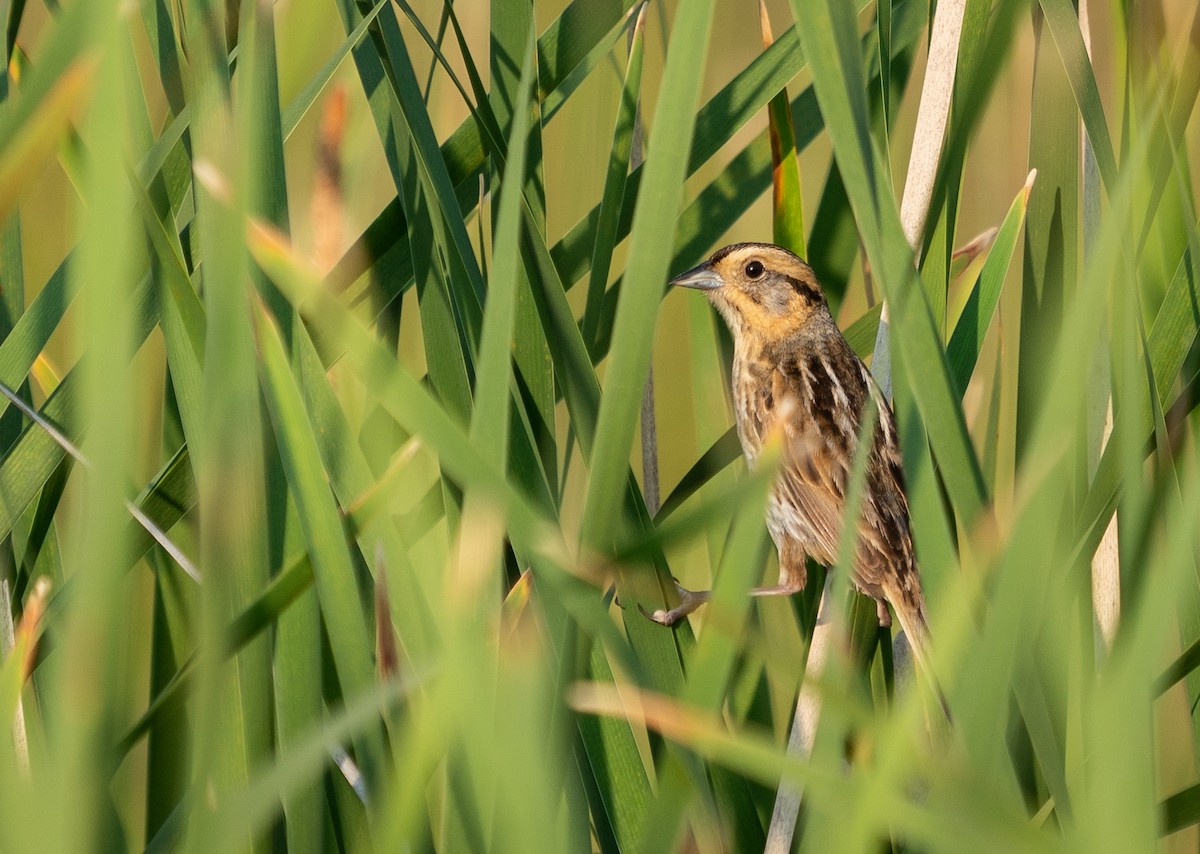 Nelson's Sparrow - ML354606051