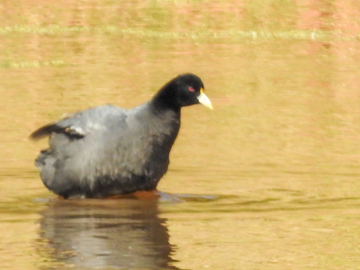 Foulque leucoptère - ML354610471