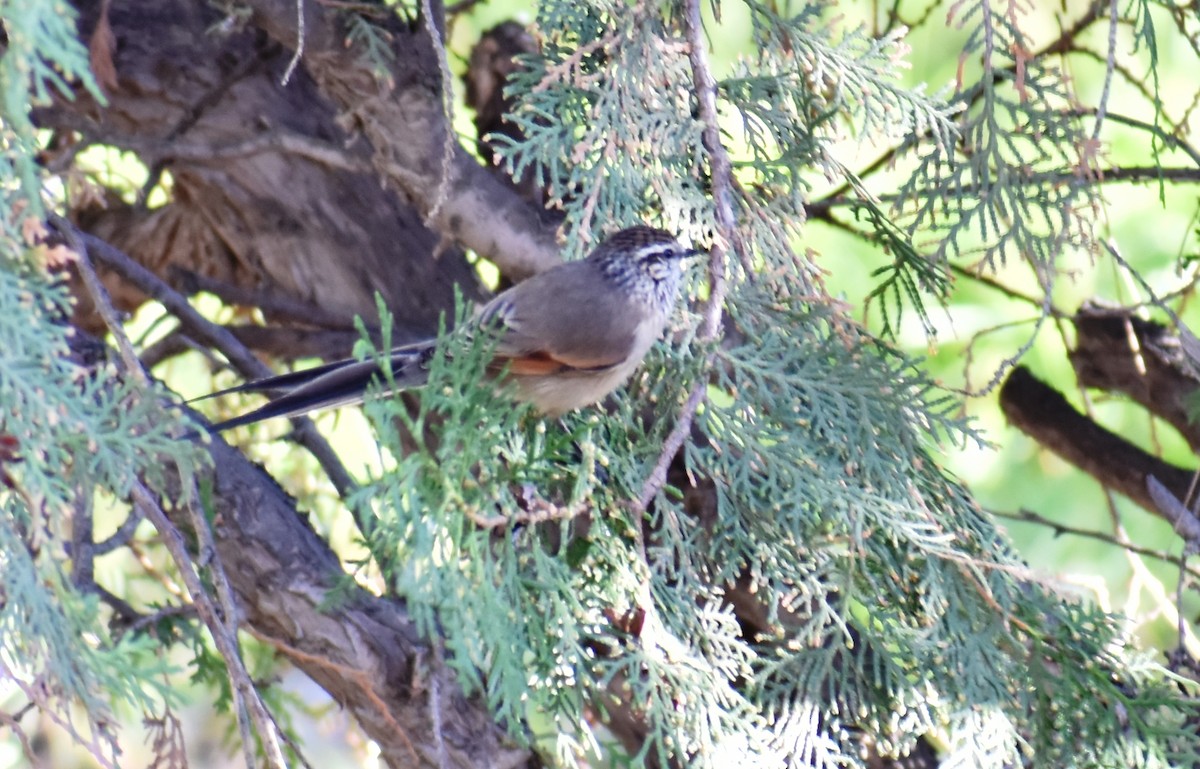 Plain-mantled Tit-Spinetail - ML354611531