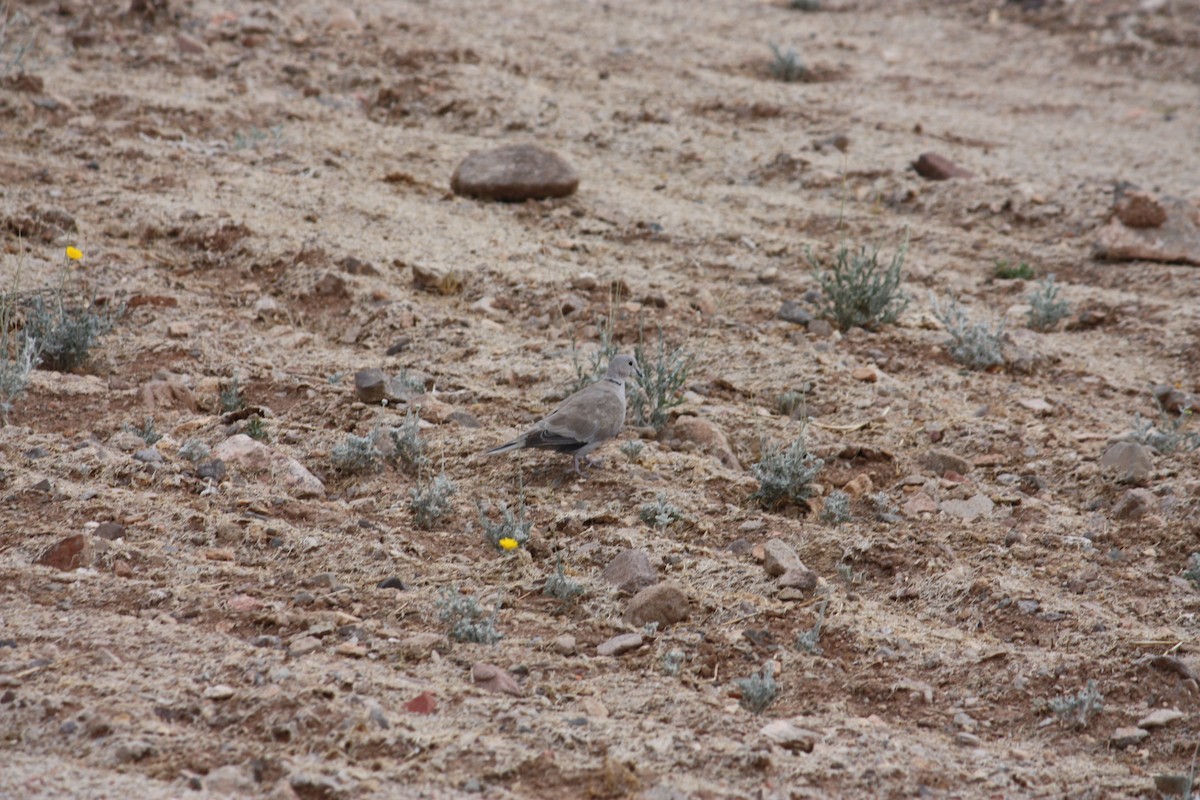 Eurasian Collared-Dove - ML354612231