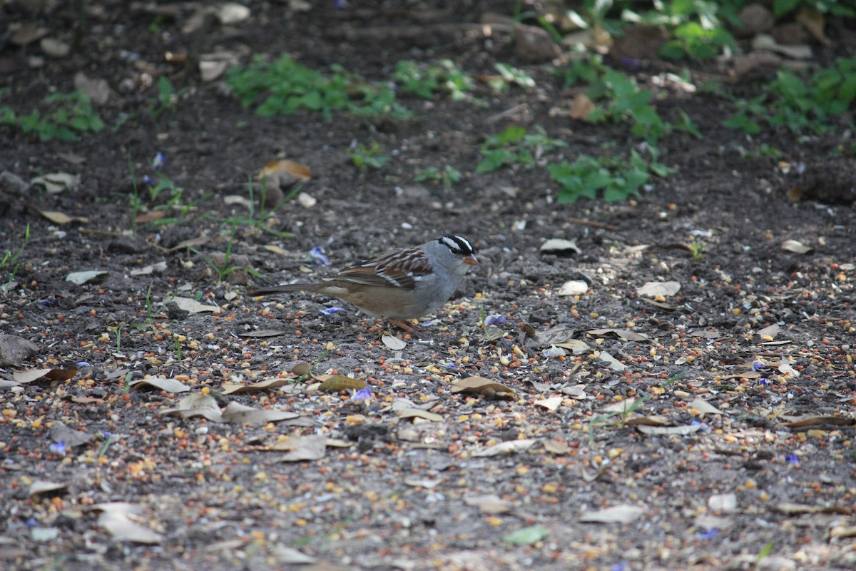 White-crowned Sparrow - ML354613231