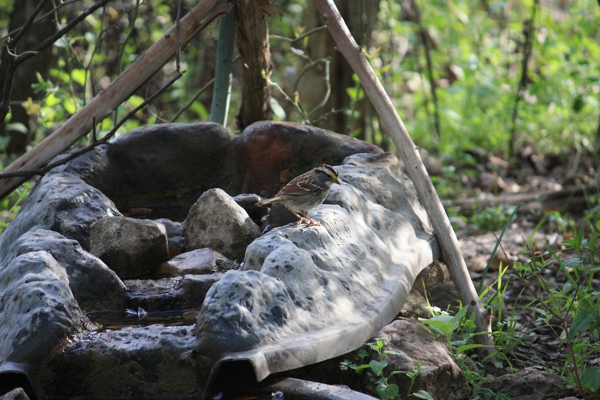 White-throated Sparrow - ML354614591
