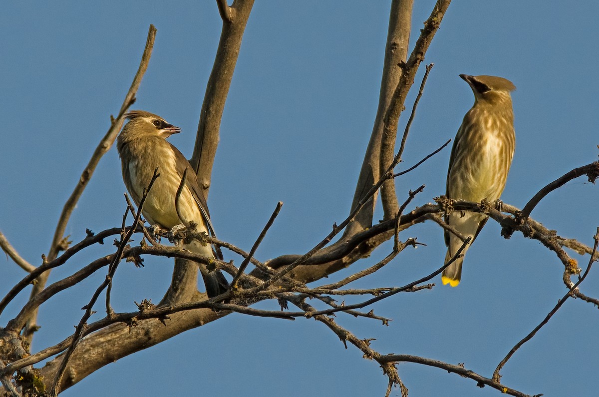 Cedar Waxwing - ML354615251