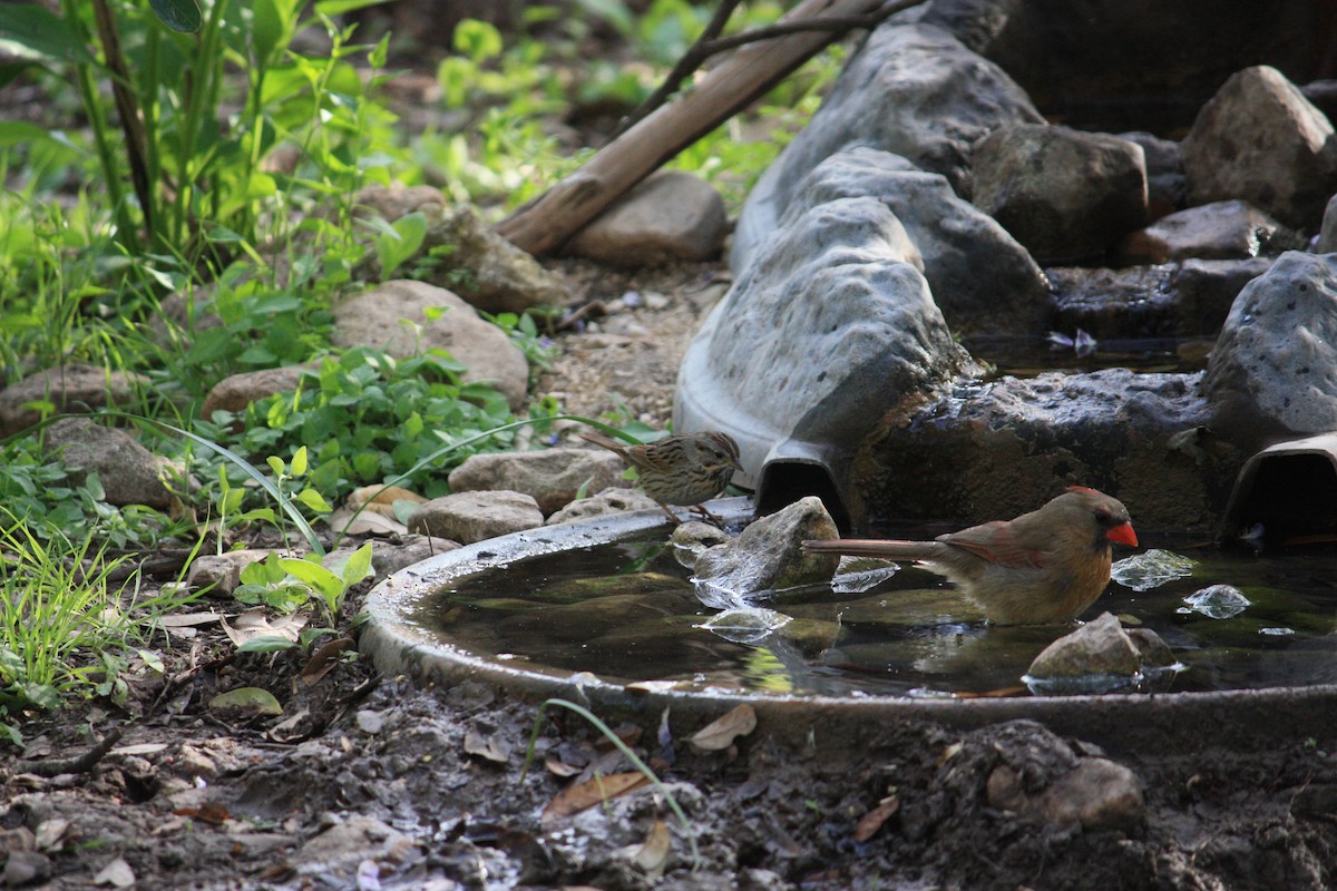 Lincoln's Sparrow - ML354615281