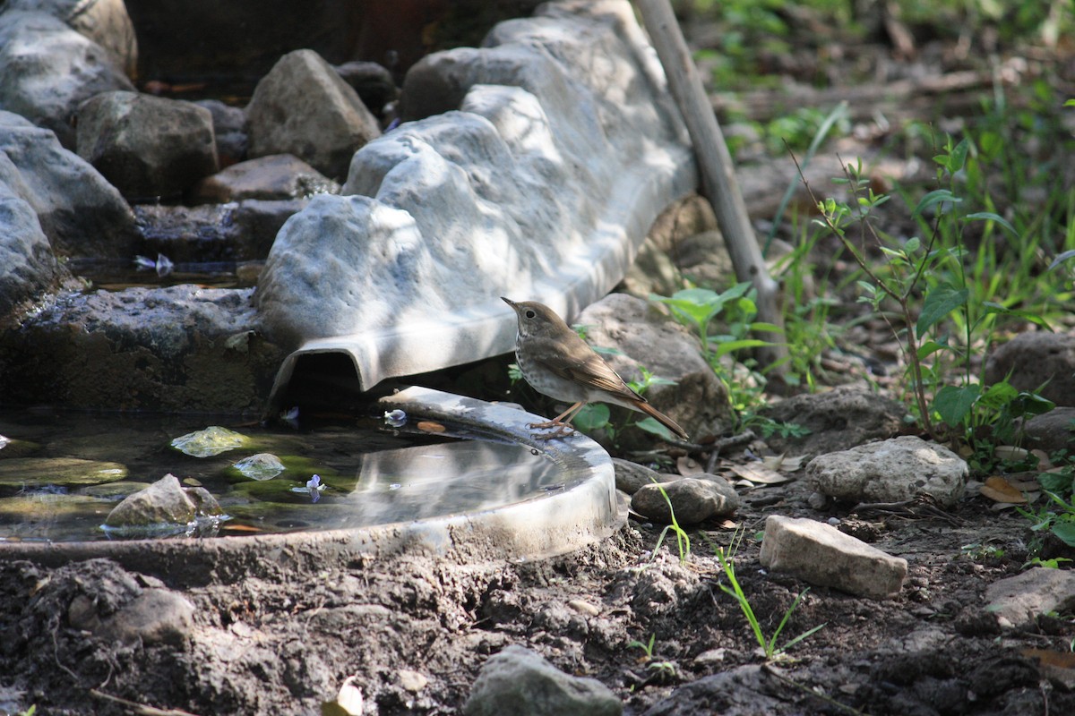 Hermit Thrush - ML354615511