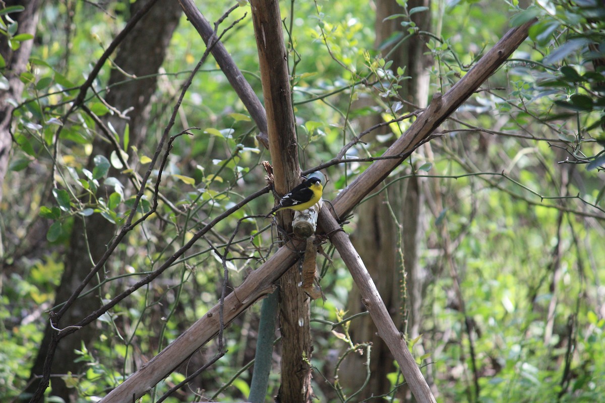 Lesser Goldfinch - Jerald Zimmerman