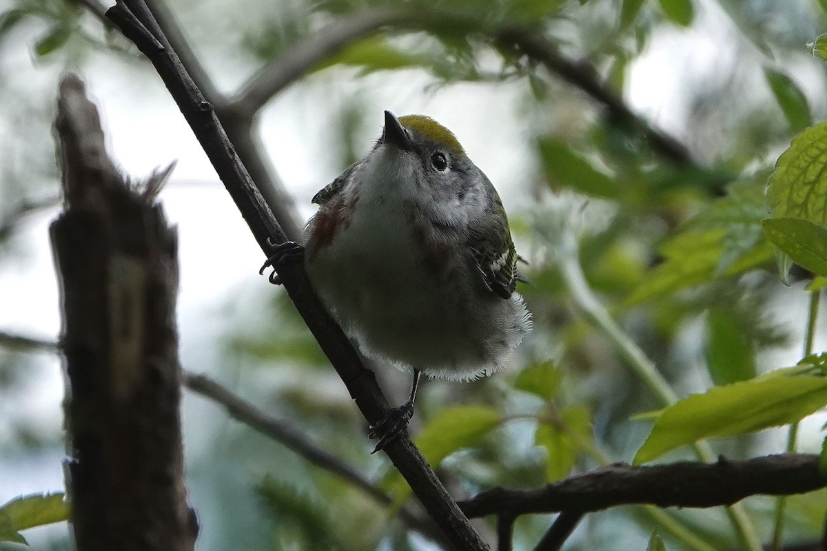 Chestnut-sided Warbler - Barbara Stewman