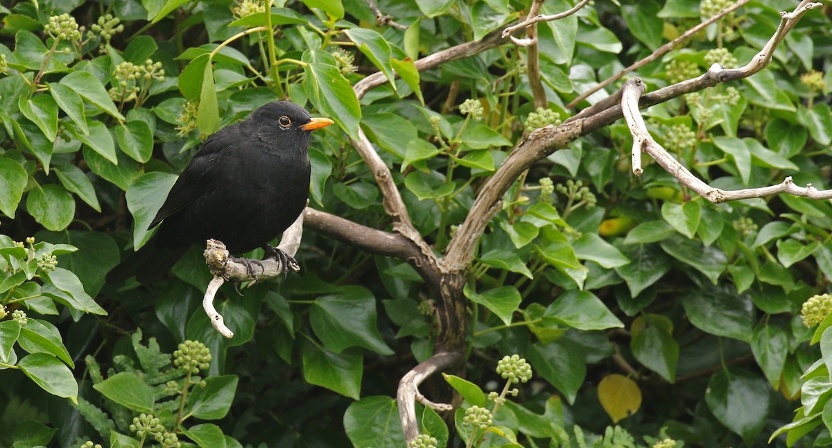 Eurasian Blackbird - Ryan Schain
