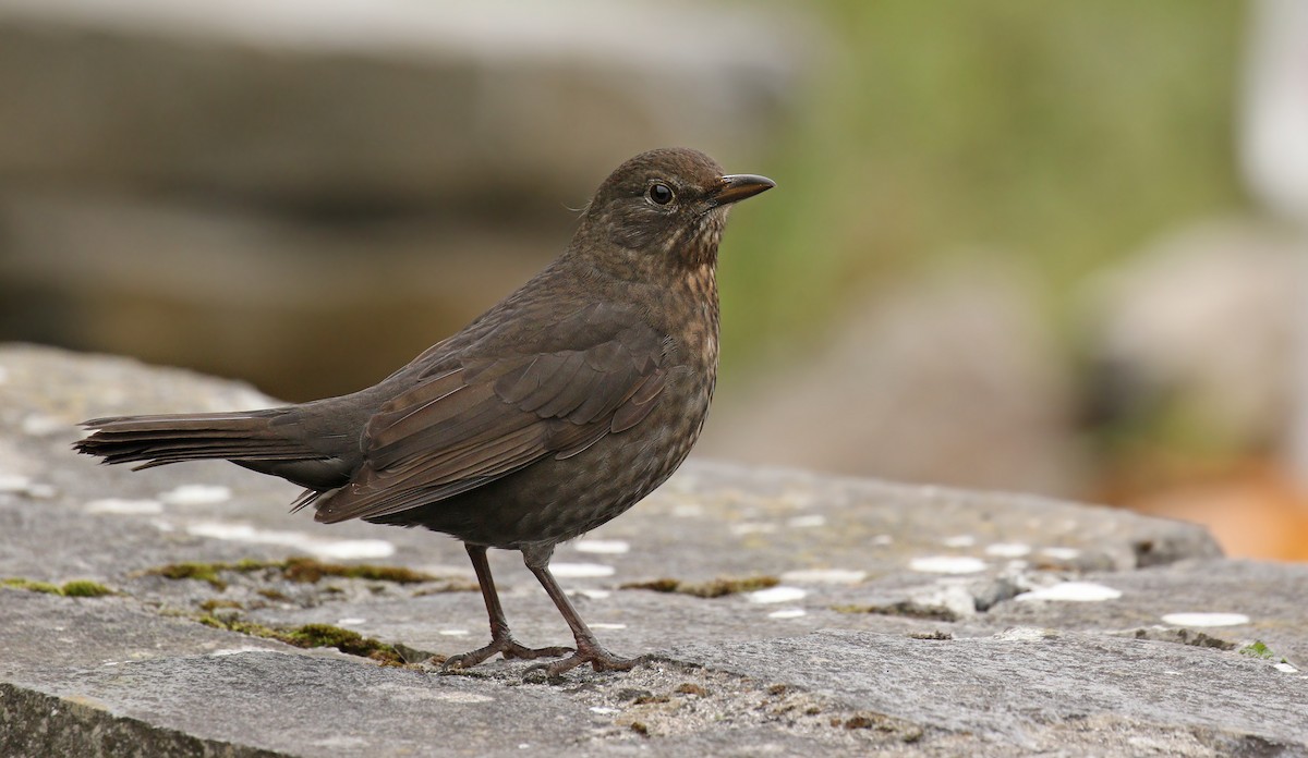 Eurasian Blackbird - Ryan Schain