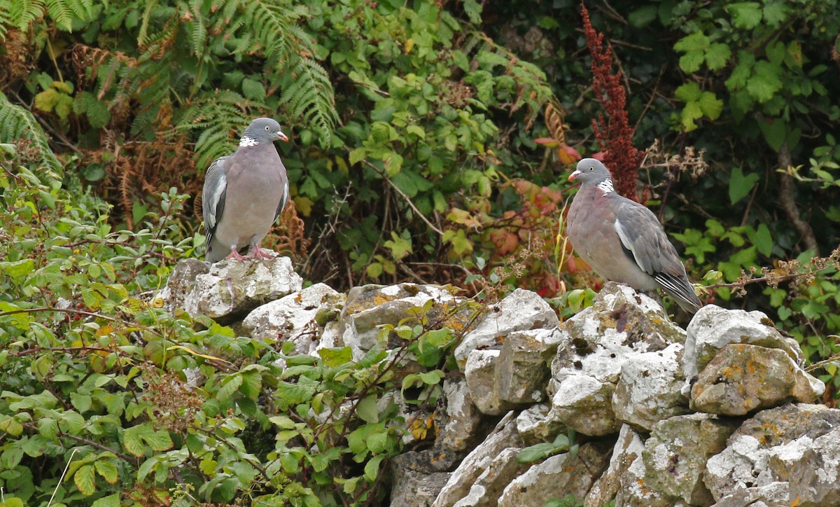 Common Wood-Pigeon (White-necked) - ML35462001