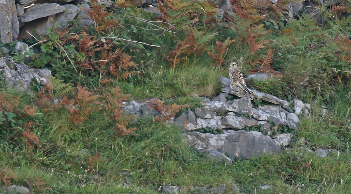 Eurasian Kestrel (Eurasian) - ML35462031