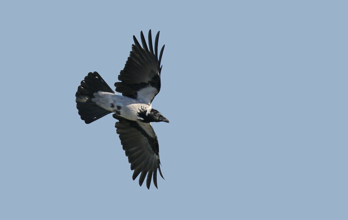 Hooded Crow - ML35462051