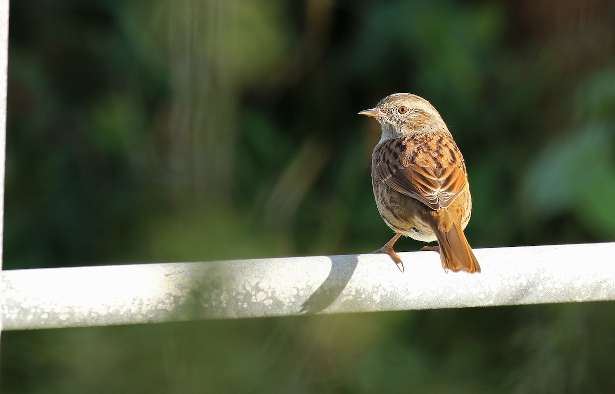 Dunnock - ML35462091