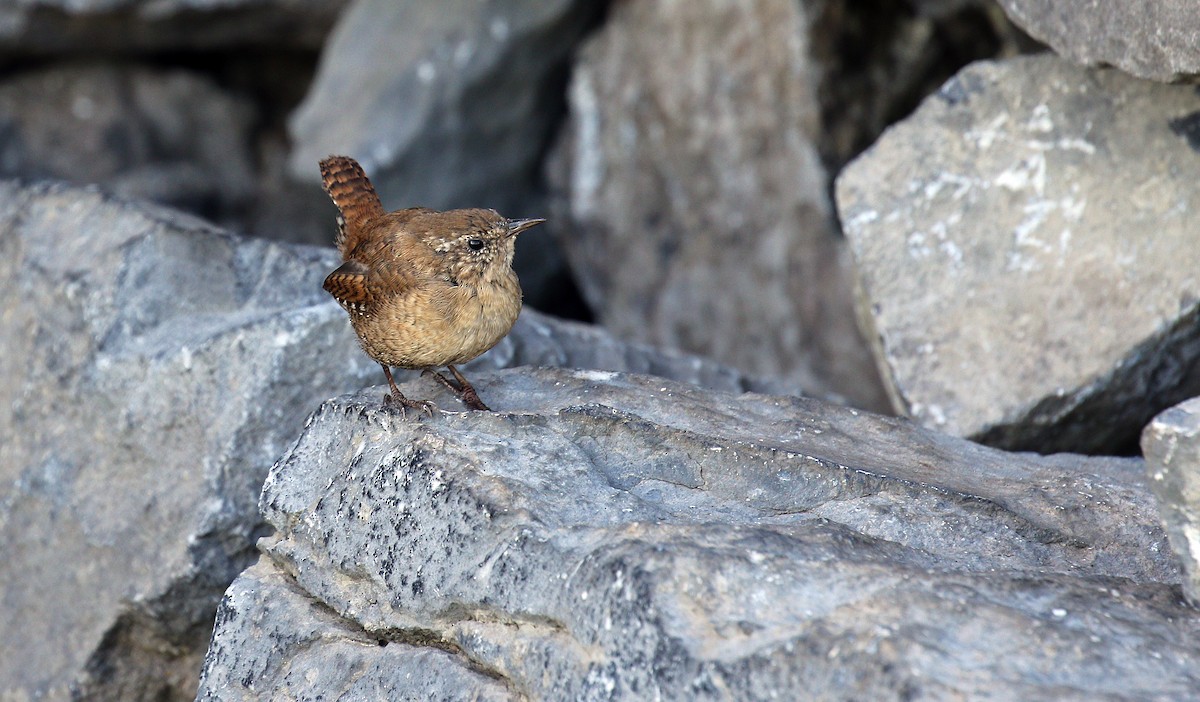 Eurasian Wren - ML35462101