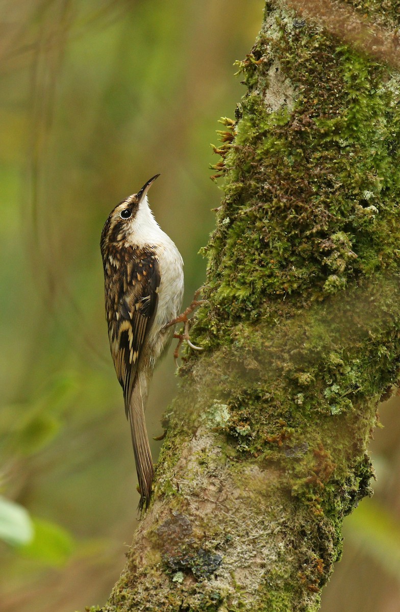 Eurasian Treecreeper - Ryan Schain